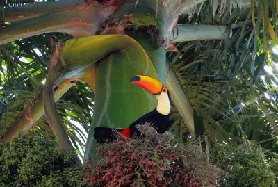 Nature