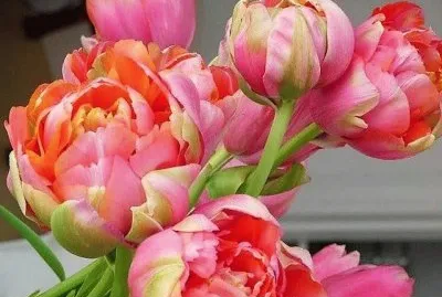flores jigsaw puzzle