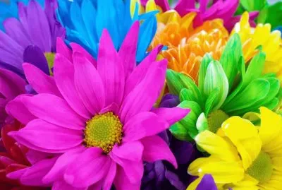 colorful flower garden jigsaw puzzle