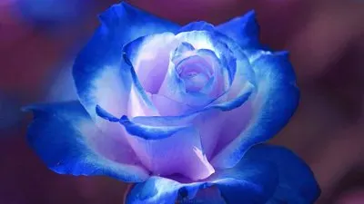 blue flower