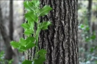 Nature jigsaw puzzle