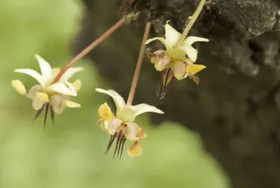 Fleur de cacao