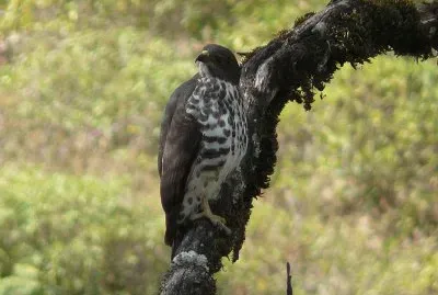 Poiana africana dei monti