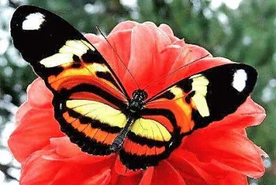 natural jigsaw puzzle