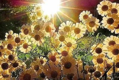 flores