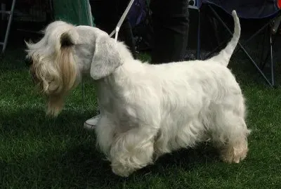 Terrier sealykam jigsaw puzzle