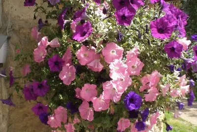 Petunias jigsaw puzzle