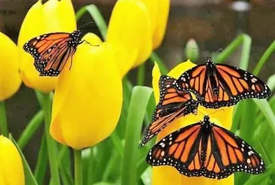 natural jigsaw puzzle