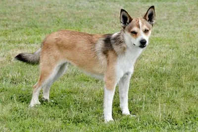 Norvegian lundehund jigsaw puzzle