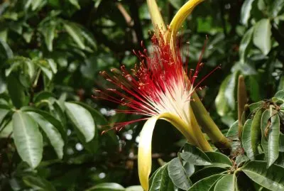 Pachira aquatira