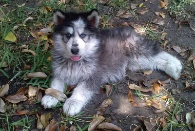 HERMOSO CACHORRO jigsaw puzzle