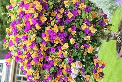 flores