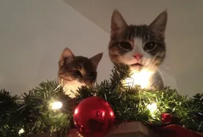 Baloo   Bambi jigsaw puzzle