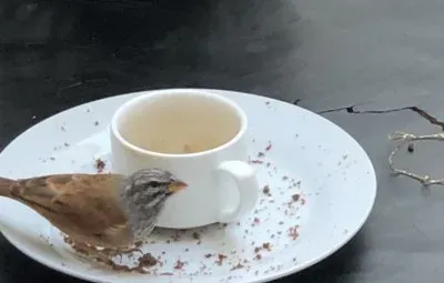 orsetta jigsaw puzzle