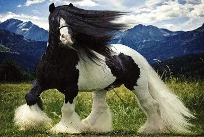 Caballo 1
