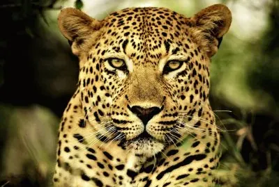leopardo