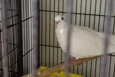 animal