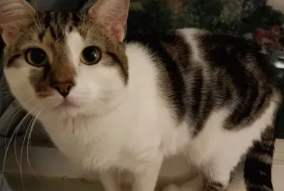 animal jigsaw puzzle