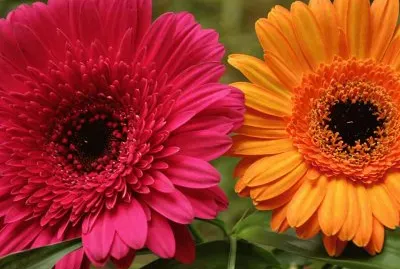 PRETTY GERBERAS