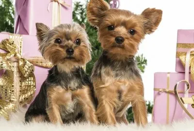 YORKIE 'S jigsaw puzzle