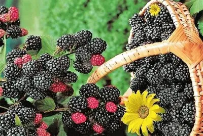 frutas jigsaw puzzle