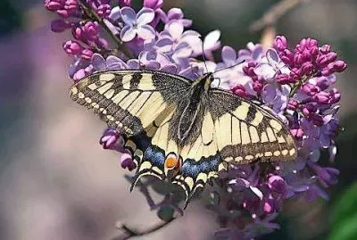 natural jigsaw puzzle