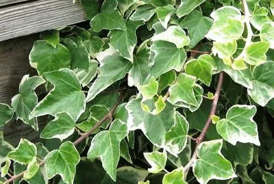 פאזל של natural