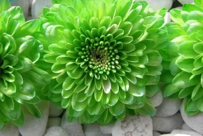 Fleur verte