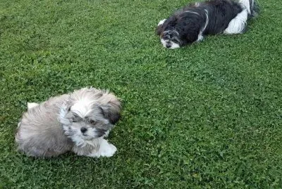 Doggy y Aiko