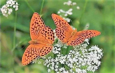 natural jigsaw puzzle