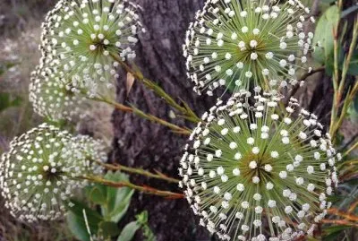 flores jigsaw puzzle