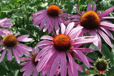 Echinacea jigsaw puzzle