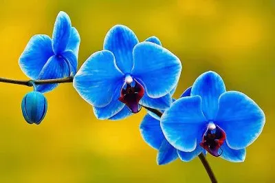 flores jigsaw puzzle