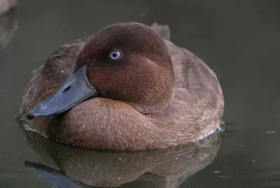 Moretta del madagascar