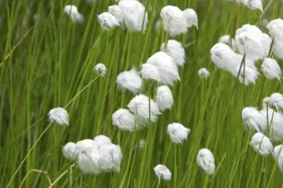 Linaigrette jigsaw puzzle