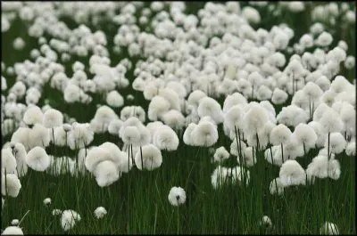 Linaigrette jigsaw puzzle