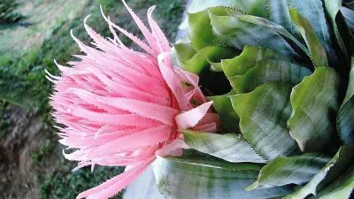 flores jigsaw puzzle