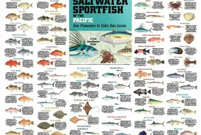 Saltwater Fish Chart