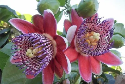 flores