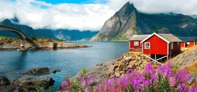 NorvÃ¨ge Lofoten fleurs