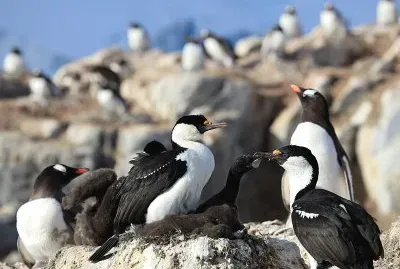 Cormorano antartico