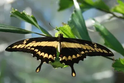 Papilio thoas jigsaw puzzle