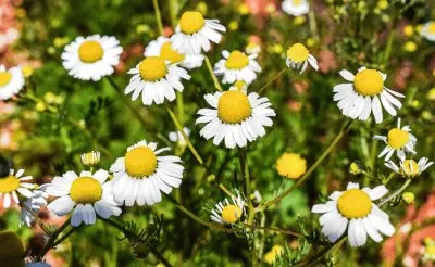 Matricaire jigsaw puzzle