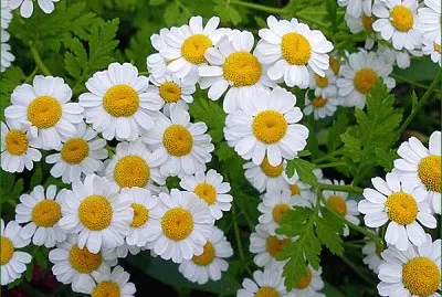 Matricaire jigsaw puzzle