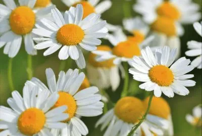 Matricaire jigsaw puzzle