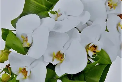 flores jigsaw puzzle