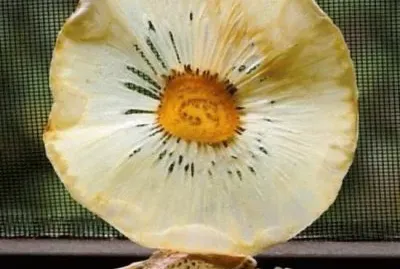 natural jigsaw puzzle