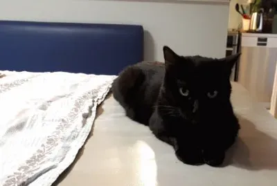 chat attendant son repas