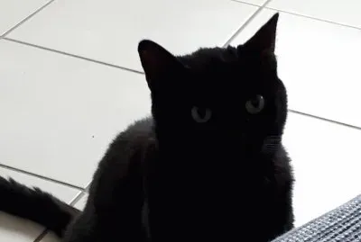 Chat qui demande des caresses