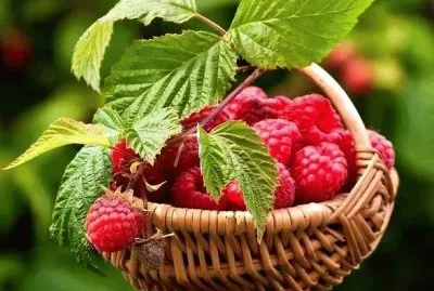 פאזל של Raspberrys